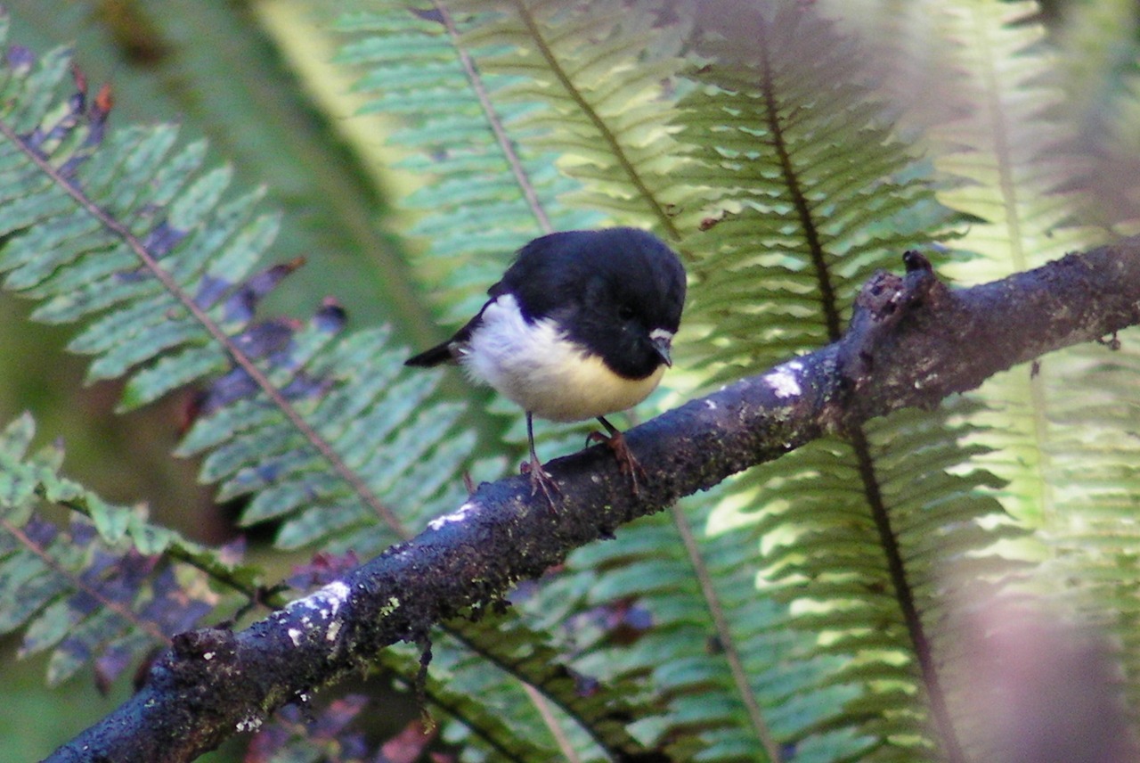 A South Island tomtit