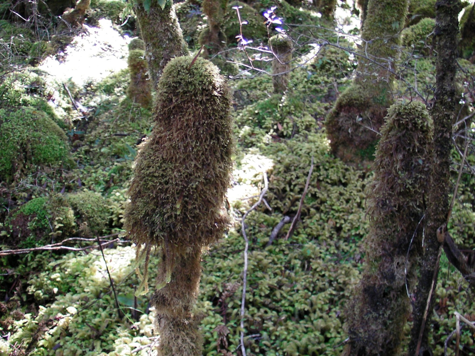 A picture of the Rakiura interior undergrowth. Moss, moss, moss - and did we mention, moss?