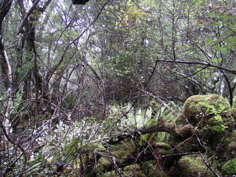 Not all of Rakiura National Park is this open