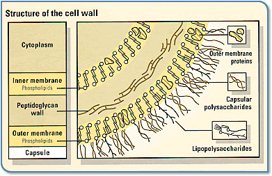 A labeled diagram of the meningococcal cell wall