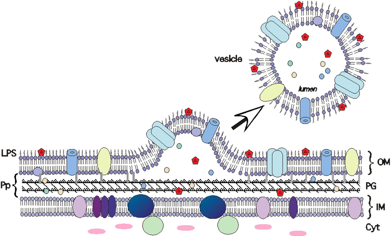 A vesicle is a little bubble of cellular membrane.  It has all of the external markers or antigens, without the dangerous bacterium inner.