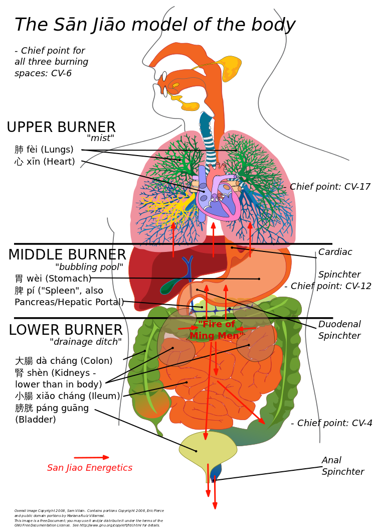 A drawing of the body, a composition of freely available body parts and a few line drawings showing which each organ group each organ belongs to, as well as the other parts of the San Jiao theory