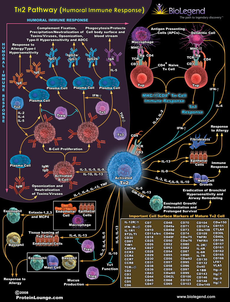 Humoral Immune Response is shown here; other forms of defence include innate immunity (a wide category including everything from enzymes in tears to the skin) and phagocytosis.